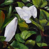 Magnolia I