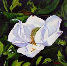 Magnolia III